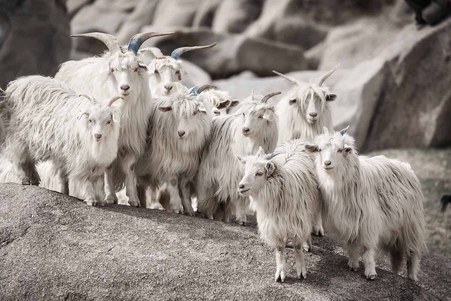 Кашмирские козы